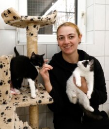 Vermittlungsstopp bringt Tierheim an seine Grenzen - Mitarbeiterin Larissa Lämmel mit drei jungen Katzen im Katzen-Kinderzimmer des Tierheims Langenberg. Die Aufnahmekapazitäten der Einrichtung für solche Tiere sind zurzeit erschöpft.