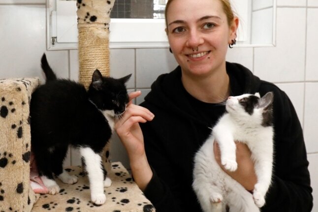 Vermittlungsstopp wegen Corona bringt Tierheim an seine Grenzen - Mitarbeiterin Larissa Lämmel mit drei jungen Katzen im Katzen-Kinderzimmer des Tierheims Langenberg. Die Aufnahmekapazitäten der Einrichtung für solche Tiere sind zurzeit erschöpft.