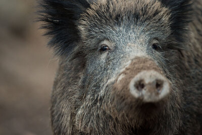 Vermutlich angeschossenes Wildschwein in Zwickau unterwegs - 
