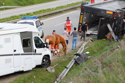 Verunglückte Apassionata-Pferde schon heute Abend wieder in der Show - Der Transporter mit den edlen Hengsten war wegen eines Reifenplatzers auf dem Weg nach Chemnitz auf der Autobahn A72 am Autobahnkreuz Chemnitz von der Fahrbahn abgekommen.