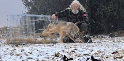 Verunglückter Wolf wieder in die Freiheit entlassen - Der im September nahe Johanngeorgenstadt verletzte und in der Tierrettungsstation Drosera in Bublava versorgte Wolf wurde wieder in die Freiheit entlassen. 