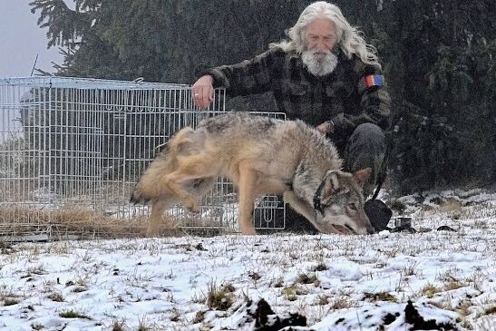 Verunglückter Wolf wieder in die Freiheit entlassen - Der im September nahe Johanngeorgenstadt verletzte und in der Tierrettungsstation Drosera in Bublava versorgte Wolf wurde wieder in die Freiheit entlassen. 