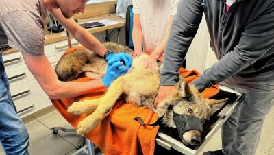 Verunglückter Wolf wird zum Medienstar - Nach dem Unfall wurde der Wolf von Mitgliedern einer Tierrettungsstation in eine Veterinärklinik gebracht. 