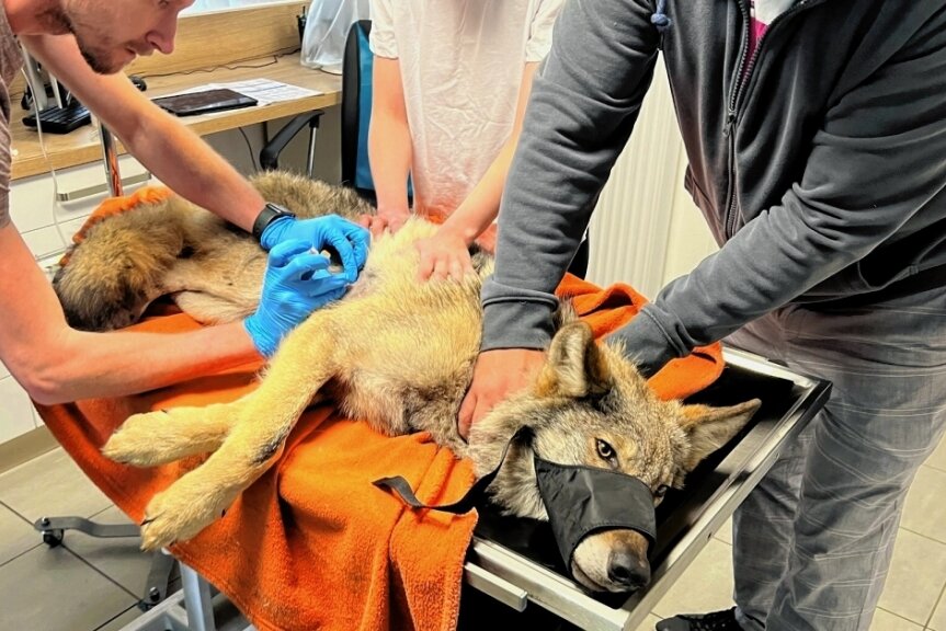Verunglückter Wolf wird zum Medienstar - Nach dem Unfall wurde der Wolf von Mitgliedern einer Tierrettungsstation in eine Veterinärklinik gebracht. 