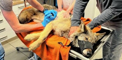 Verunglückter Wolf wird zum Medienstar - Nach dem Unfall wurde der verletzte Wolf von Mitgliedern einer Tierrettungsstation in eine Veterinärklinik gebracht. 