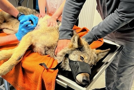 Verunglückter Wolf wird zum Medienstar - Nach dem Unfall wurde der verletzte Wolf von Mitgliedern einer Tierrettungsstation in eine Veterinärklinik gebracht. 