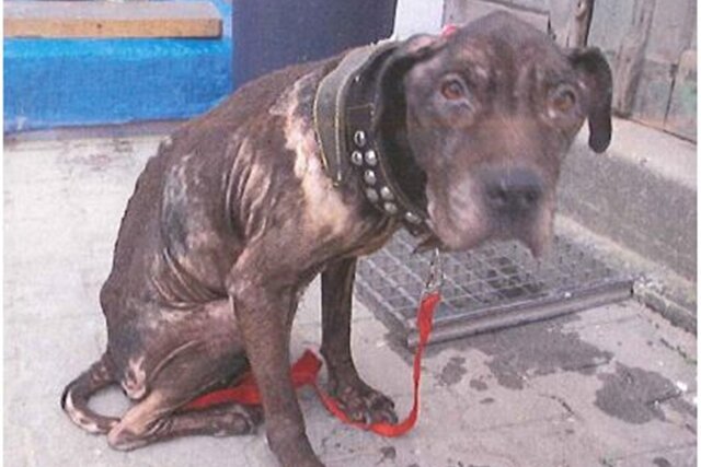 Verwahrloster Hund in Hinterhof gefunden - Polizei bittet um Hinweise zum Halter - 