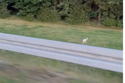 Video zeigt seltene Begegnung mit weißem Reh im Erzgebirge - Dieser Bildausschnitt aus dem Video zeigt das kleine weiße Reh am Straßenrand bei Schneeberg.