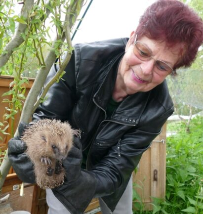 Viel Betrieb auf der Igel-Ranch - Nachdem er in der Igelranch überwintert hat, übergibt Christine Grzelka einen ihrer Schützlinge seiner neuen Familie. 