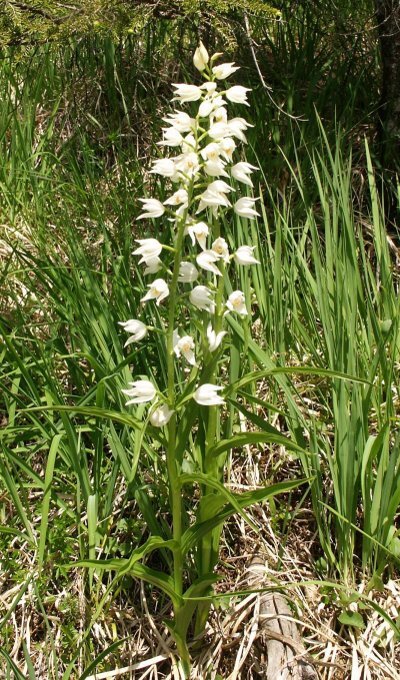Viele Orchideenarten im Erzgebirge befinden sich auf dem Rückzug - Verschwunden: Schwertblättriges Waldvöglein. 
