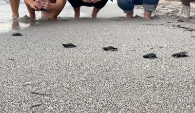Viele Schildkrötenbabys im westlichen Mittelmeer - Babymeeresschildkröten am korsischen Strand Capo di Feno auf dem Weg Richtung Meer.