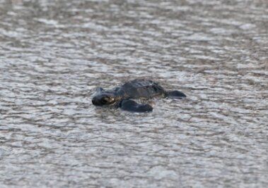 Viele Schildkrötenbabys im westlichen Mittelmeer - Babymeeresschildkröte am korsischen Strand Capo di Feno. Im westlichen Mittelmeer gab es im vergangenen Jahr ungewöhnlich viele Nistplätze von Meeresschildkröten.