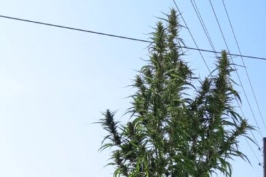 Vier Meter hohe Cannabispflanze: Polizei ermittelt gegen 79-Jährigen - 