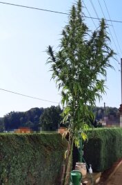 Vier Meter hohe Cannabispflanze - Die vier Meter hohe Cannabispflanze wuchs auf einem Grundstück in Mittweida.