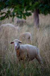 Vier Schafe verschwunden - 