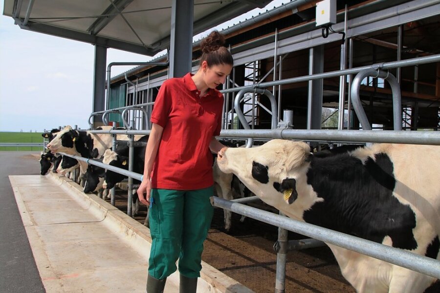 Vier-Sterne-Herberge für junge Kühe im Vogtland ausgezeichnet - Annemarie Flach ist in der Agrargenossenschaft Rotschau für das Jungvieh zuständig. Wie man sieht, mögen die Tiere die junge Frau.