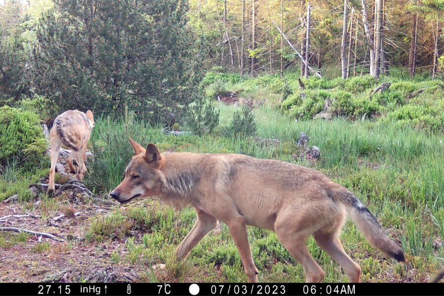Vier Territorien bekannt: Hier sind Wölfe im Erzgebirge unterwegs - Hier ist das Marienberger Wolfspaar noch zusammen zu sehen.