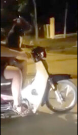 Vietnamese lässt Hund sein Moped lenken - Strafe droht - 