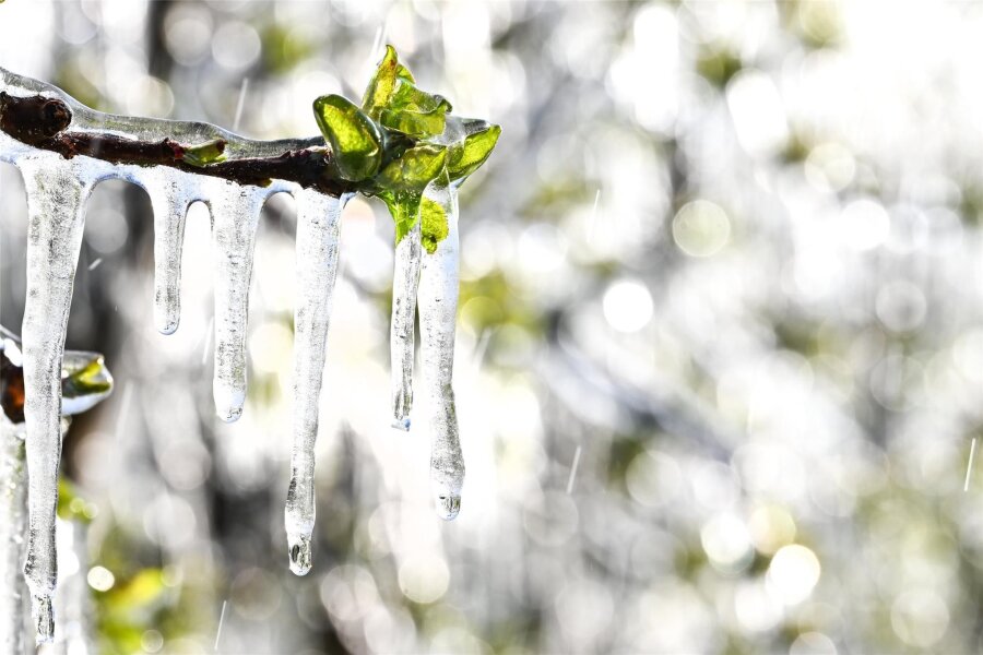 Vlies, Eispanzer, Frostkerzen: Obstbauern in Seelitz und Sohra sorgen für frostige Nächte vor - Eis bedeckt die Apfelblüten in einer Obstplantage. Um die Blütenansätze vor Frost zu schützen, werden mancherorts Bäume mit einem Sprühregen benetzt.