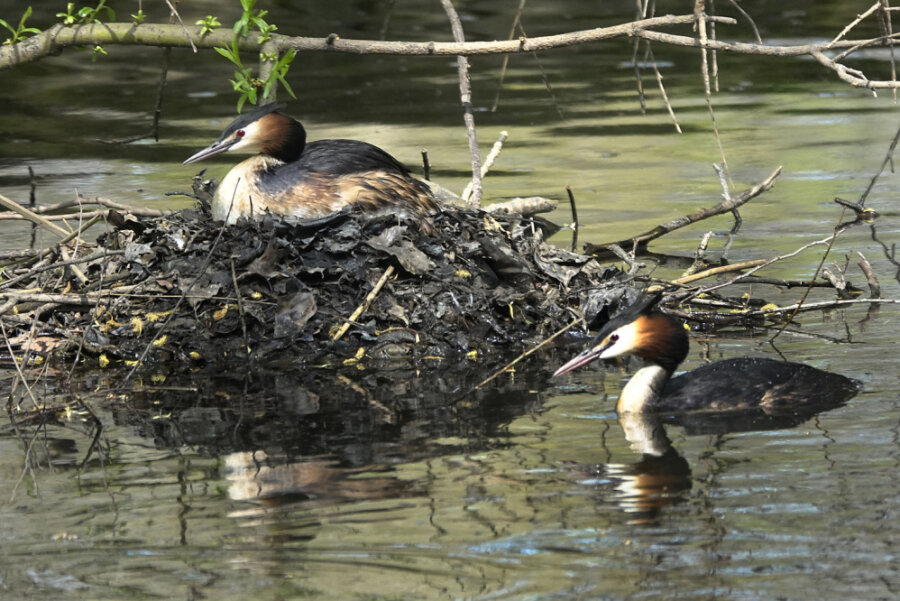 Haubentaucher bauen sich ein Nest.