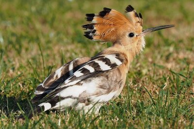Vogel des Jahres ist im Vogtland ein Exot - Der Wiedehopf fällt mit dem bunten Gefieder und der aufrichtbaren und dann besonders markanten Federhaube auf.