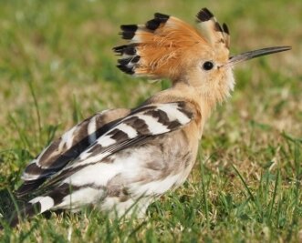 Vogel des Jahres ist im Vogtland ein Exot - Der Wiedehopf fällt mit dem bunten Gefieder und der aufrichtbaren und dann besonders markanten Federhaube auf. 