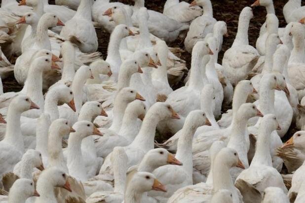 Vogelgrippe: Bisher 27 tote Tiere in Mittelsachsen untersucht - 