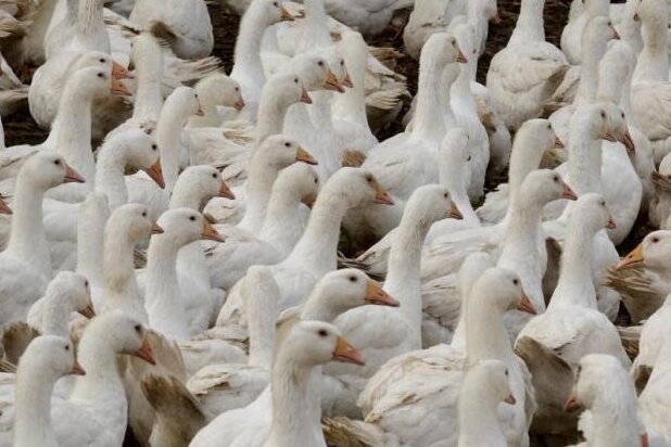 Vogelgrippe: Stadt lässt vorsorglich Teich ab - 