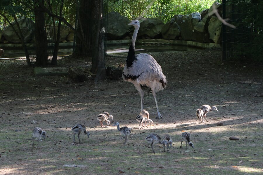 Vogelnachwuchs im Tierpark Chemnitz - 