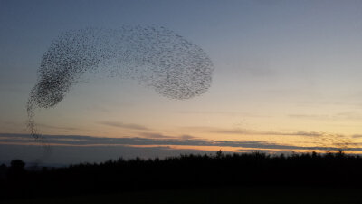 Vogelschwarm zeichnet bewegliche Kunstwerke an Saydaer Himmel - 