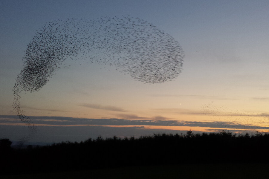 Vogelschwarm zeichnet bewegliche Kunstwerke an Saydaer Himmel - 