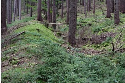 Vogtländer entdeckt Wehranlage nahe Erlbach: Nach Baujahr wird geforscht - Der hohe Wall der historischen Verteidigungsanlage im Wald oberhalb der Landesgemeinde ist gut erhalten. 