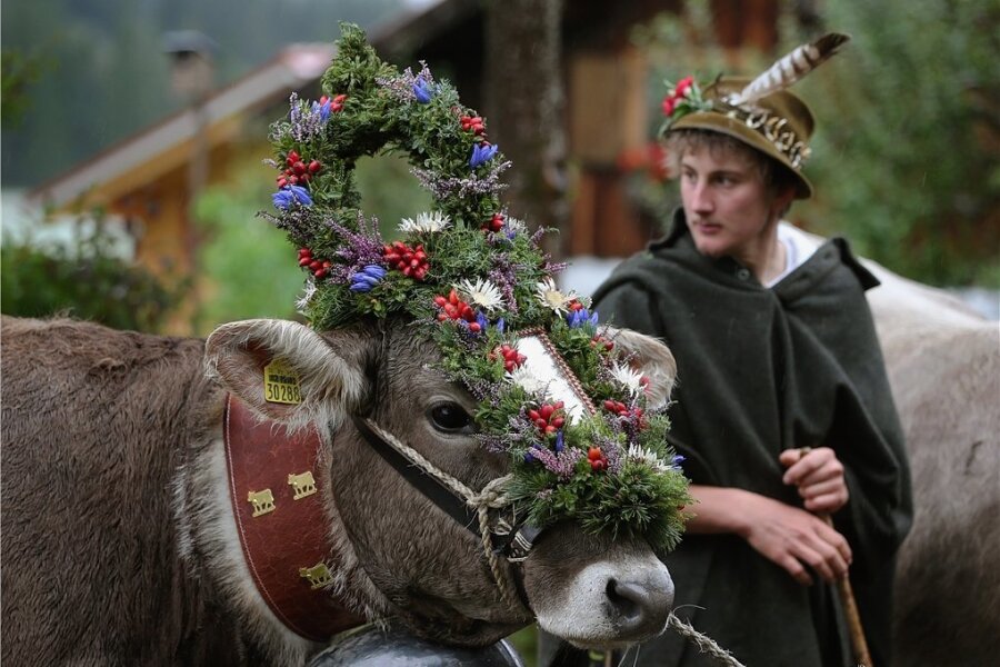 So oder anders könnten auch die Fotos aussehen, die beim Kostümwettbewerb im Vogtland entstehen, zu dem der Jungzüchterclub aufgerufen hat. In Bayern schmücken sich Bauern und Rinder heraus, wenn die Tiere alljährlich von den Almwiesen in den Bergen in den Stall gebracht werden. 