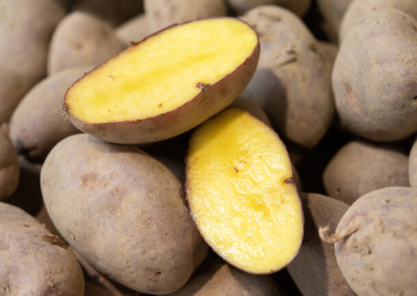 Die Wahl der Kartoffel zur Giftpflanze des Jahres erregt im Vogtland die Gemüter. 