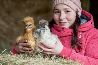 Vogtland-Hühner sind im Internet die Stars - Nadine Petukat ist Hühnerzüchterin aus Leidenschaft. Ihr Hühnervolk muss schön bunt sein. Jedes Tier ist für sie einzigartig, wie auch die: Zwergseidenhühner Elsa und Emmchen. 