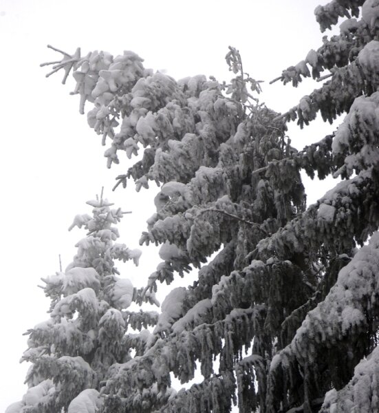 Vogtland: Last knickt Bäume einfach um - 
              <p class="artikelinhalt">Gefährlich neigen sich die Kronen der Bäume durch die Last des Schnees nach unten. </p>
            