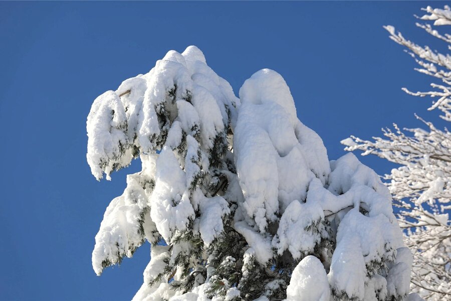 Vogtland: Straßensperrungen wegen Schneebruchs - Viele Bäume und Äste sind der schweren Schneelast nicht gewachsen.