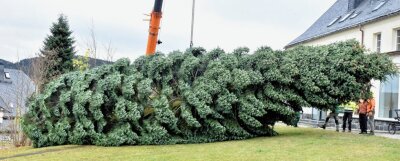 Vogtland-Tanne für Leipzig - Die Stadt Leipzig erhält einen prächtigen Baum für ihren Weihnachtsmarkt.