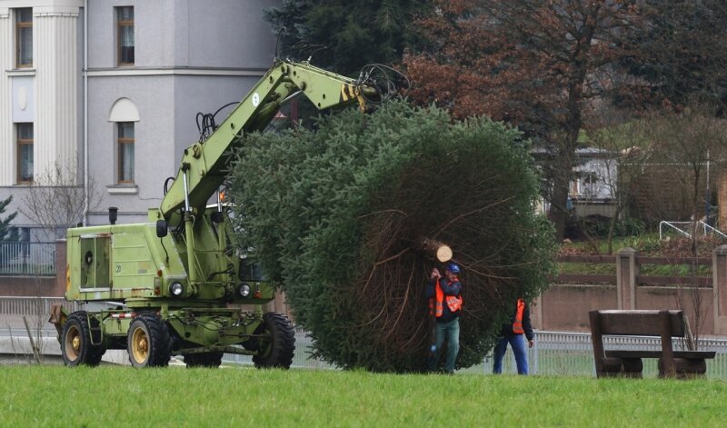 Vom simplen Baum zum Weihnachtsschmuck - 
              <p class="artikelinhalt">Genau wie im Vorjahr war der Baumtransport in Oberlungwitz auch diesmal ein heikles Unterfangen, für das zum Glück der Radweg auf dem früheren Kasernengelände genutzt werden kann. </p>
            