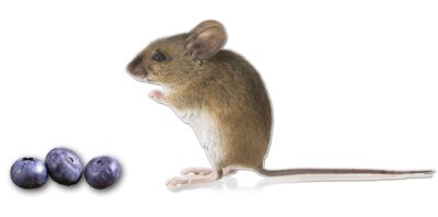 Von Mäusen und Läusen - 