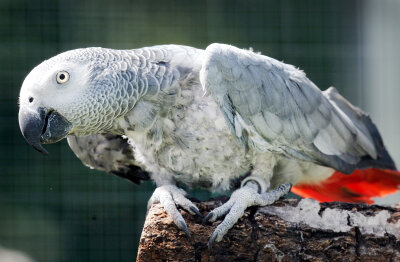 Von Papagei gebissen: Zoogeschäft-Kunde bekommt 4100 Euro - 