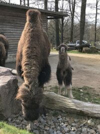 Von Trampeltier bis Wasserschwein: Im Tierpark Chemnitz gibt es Nachwuchs - Trampeltiernachwuchs im Tierpark Chemnitz