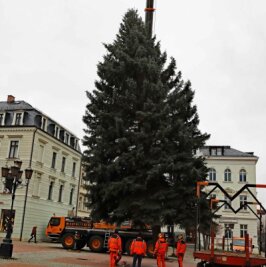 Vorfreude aufs Fest: Bäume aufgestellt - Eine Blaufichte, die 17 Meter hoch und 4,5 Tonnen schwer ist, steht in Crimmitschau. Der Baum stammt von einem Privatgrundstück an der Waldstraße.