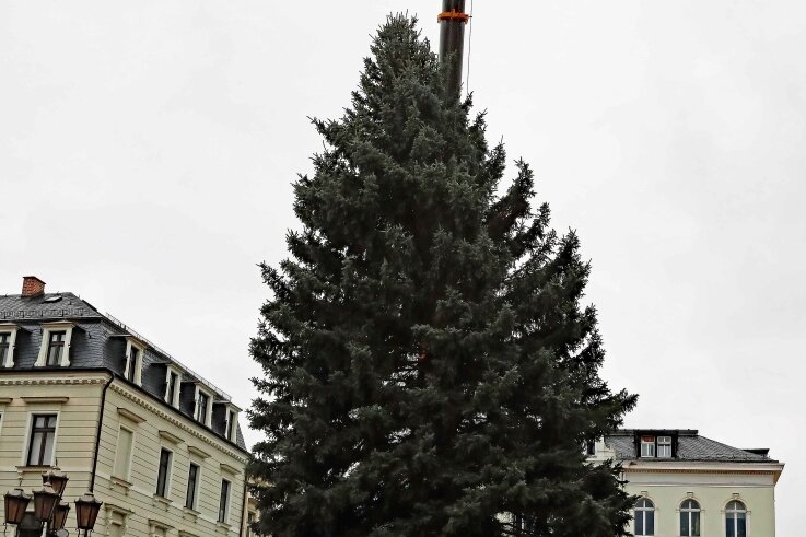 Eine Blaufichte, die 17 Meter hoch und 4,5 Tonnen schwer ist, steht in Crimmitschau. Der Baum stammt von einem Privatgrundstück an der Waldstraße.