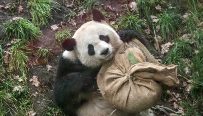 Vorgezogene Bescherung bei den Zoo-Pandas - Panda-Mann Jiao Qing spielt in seinem Gehege im Zoo hinter einer Glasscheibe mit einem Jutesack, in dem sich Leckereien befinden.
