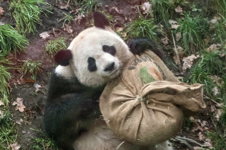 Vorgezogene Bescherung bei den Zoo-Pandas - Panda-Mann Jiao Qing spielt in seinem Gehege im Zoo hinter einer Glasscheibe mit einem Jutesack, in dem sich Leckereien befinden.