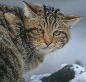 Vortrag auf den Spuren der Wildkatzen - Eine Wildkatze ähnelt einer Hauskatze nur bedingt. 