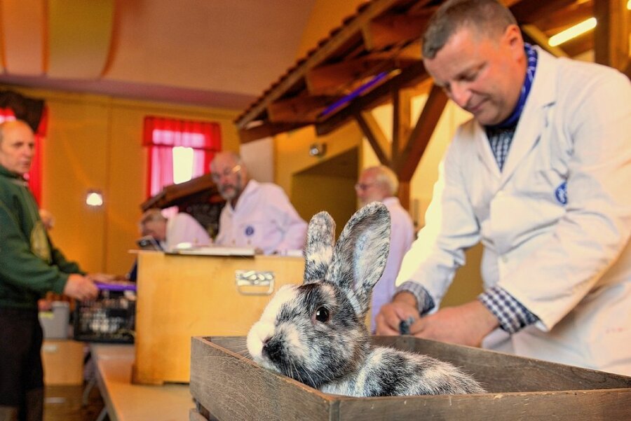 Am Donnerstag wurden im Vereinshaus in Hainichen 377 Kaninchen von den Preisrichtern bewertet, auch dieses Rhönkaninchen, birkenfarbig. Die Tiere sind am Samstag und Sonntag zu sehen. 
