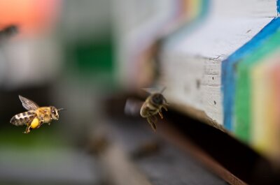 VW siedelt Bienen auf Zwickauer Werksgelände an - 