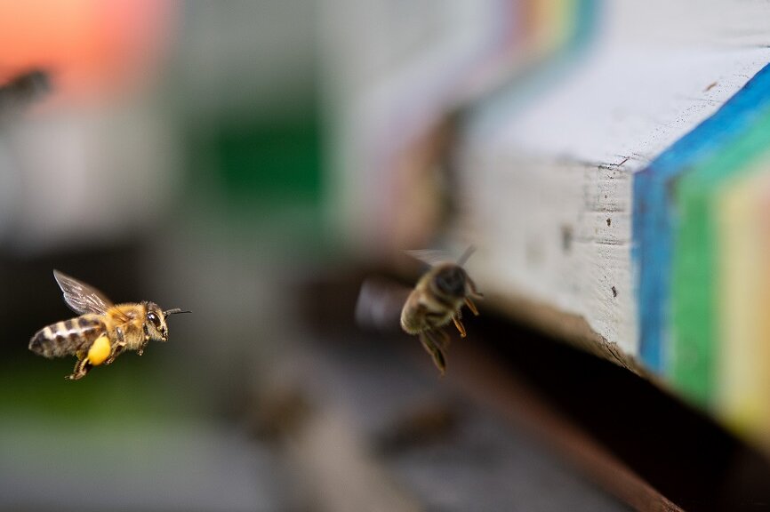 VW siedelt Bienen auf Zwickauer Werksgelände an - 